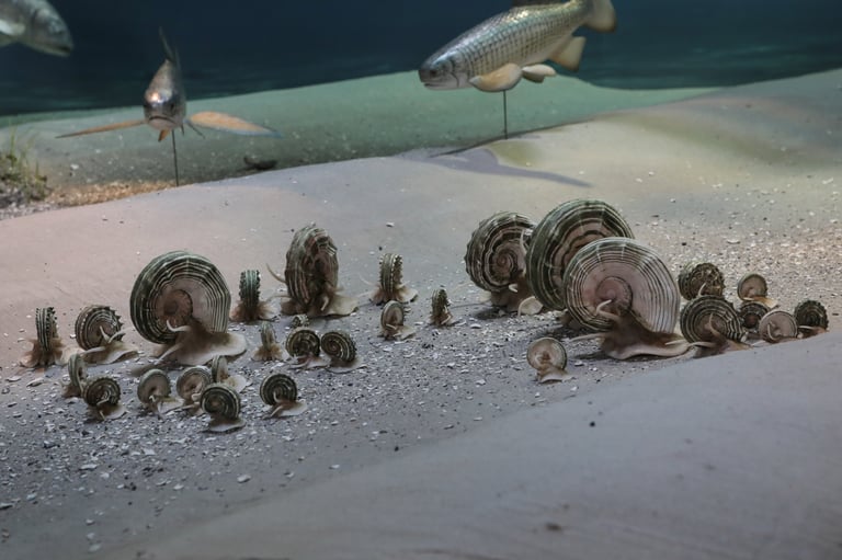 Reco-Brandt life reconstruction of Ceratites nodosus (chronomorph C. evolutus)konstruktion von Cerat