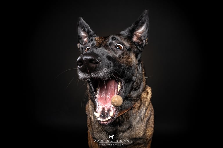 daniel berg photographe, chiens attrapant des friandises, friandogs, dogs catching treats, treats