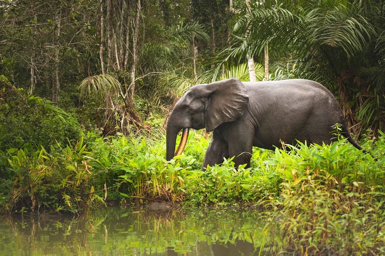 An African Elephant in Senegal Wildlife Park 