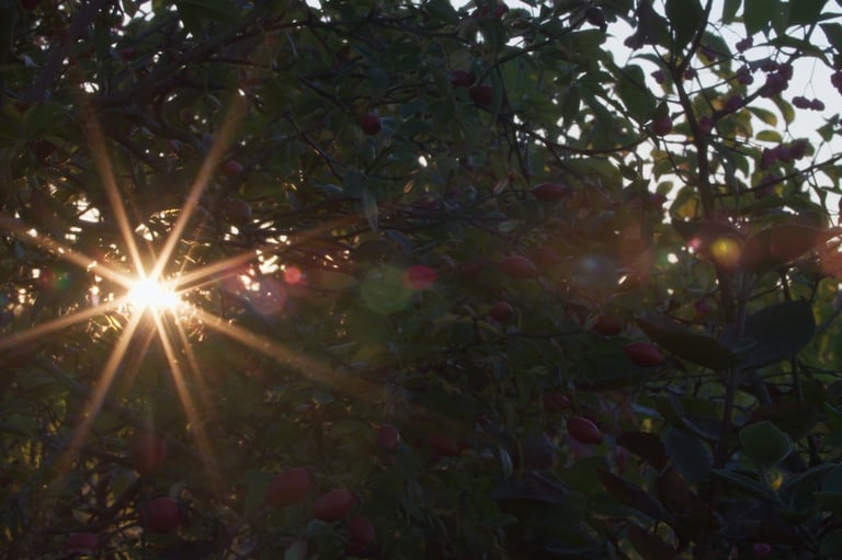 Les quatre saisons d'une haie, un film documenat