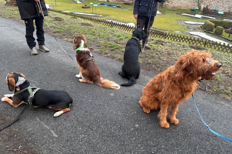 4 Hunde sitzen brav auf dem Bäckerwall.