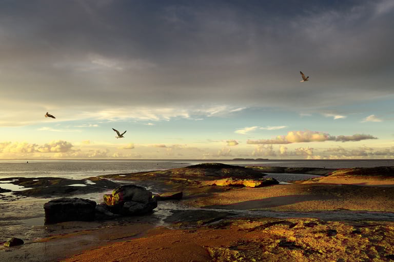 Paysage du littoral - Kourou