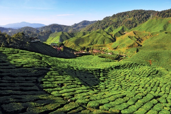 3 Days 2 Nights Cameron Highlands Tour & Travel Packages