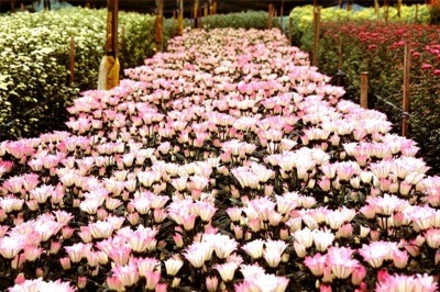 4 Days 3 Nights Cameron Highlands Tour & Travel Packages