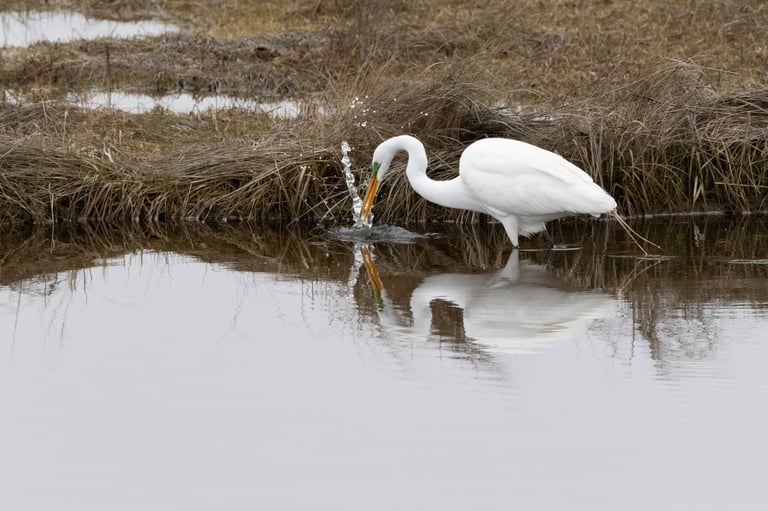 Beautiful egret looking for breakfast