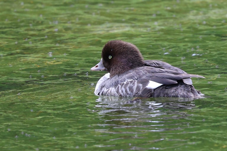 Goldeneye duck