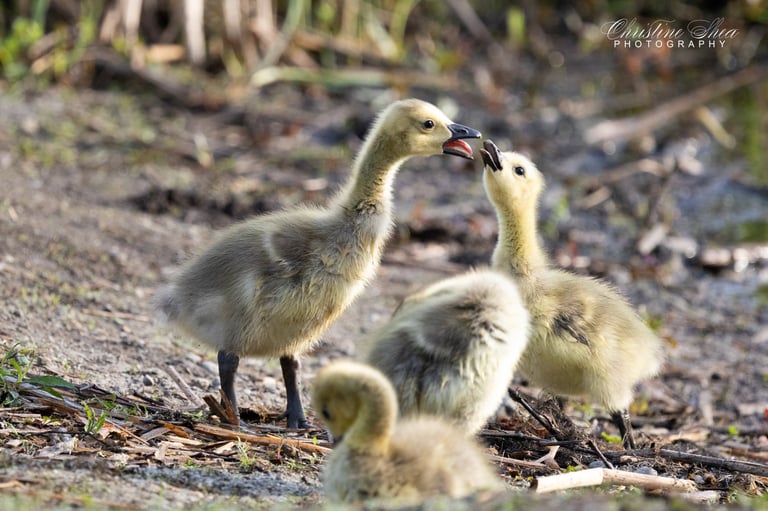 Sibling discussion!