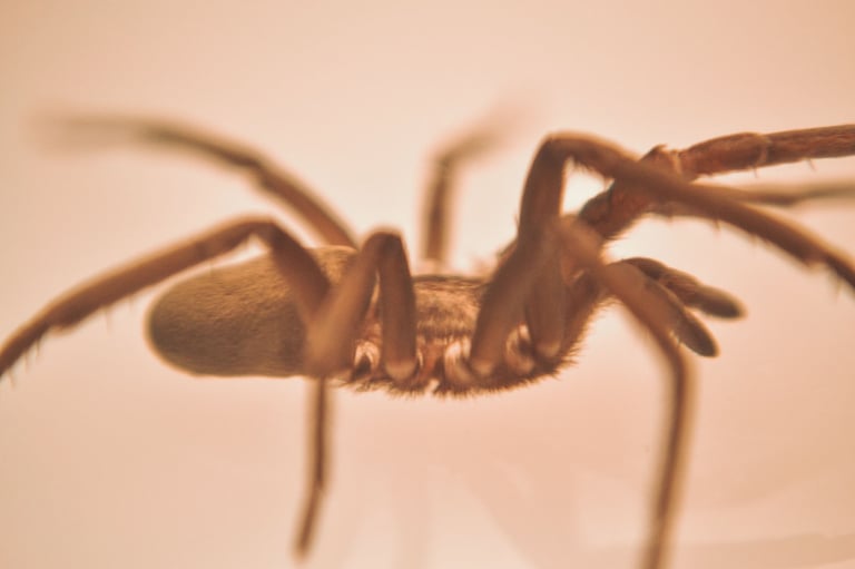 fotografia de araña hembra, especie kukulkania hibernalis