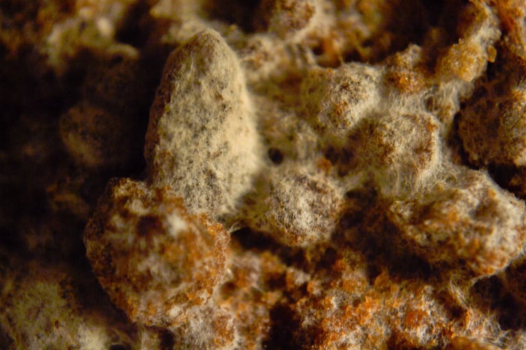 fotografia de filamentos de moho sobre alimento en descomposición