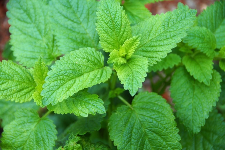 La plante, la Mélisse