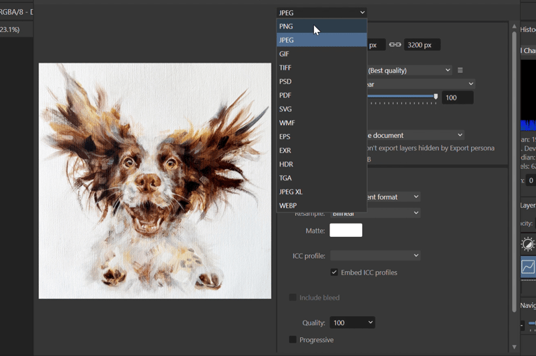 A image of a Springer Spaniel being edited in the photo editing software, Affinity Photo.