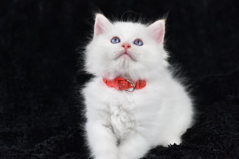 Collier rouge Trigesse Les Dolls de Mitilo