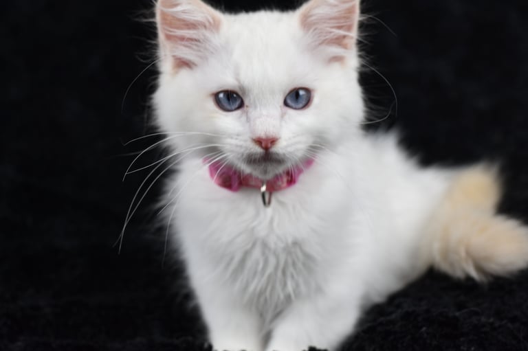 Zazu des Dolls de Mitilo