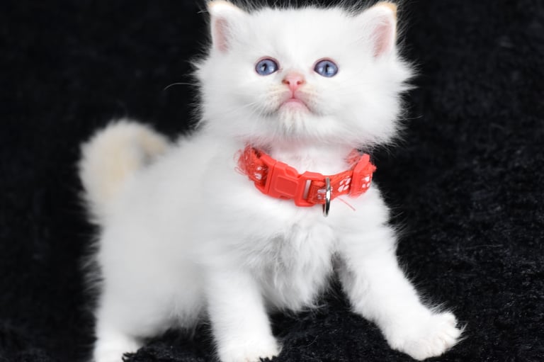 Collier rouge Trigesse Les Dolls de Mitilo