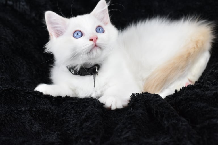 Zizou des Dolls de Mitilo