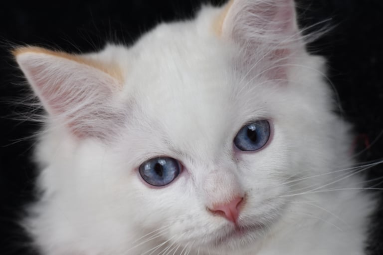 Willoo des Dolls de Mitilo