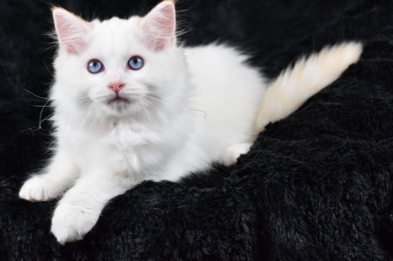 Willoo des Dolls de Mitilo