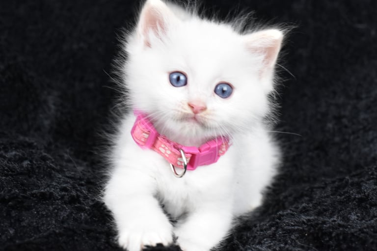 Collier rose Trigesse Les Dolls de Mitilo