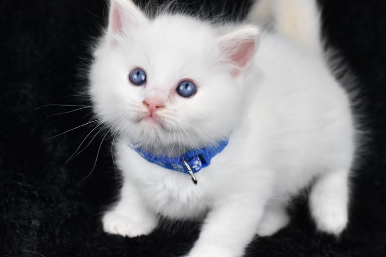 Collier bleu Trigesse Les Dolls de Mitilo