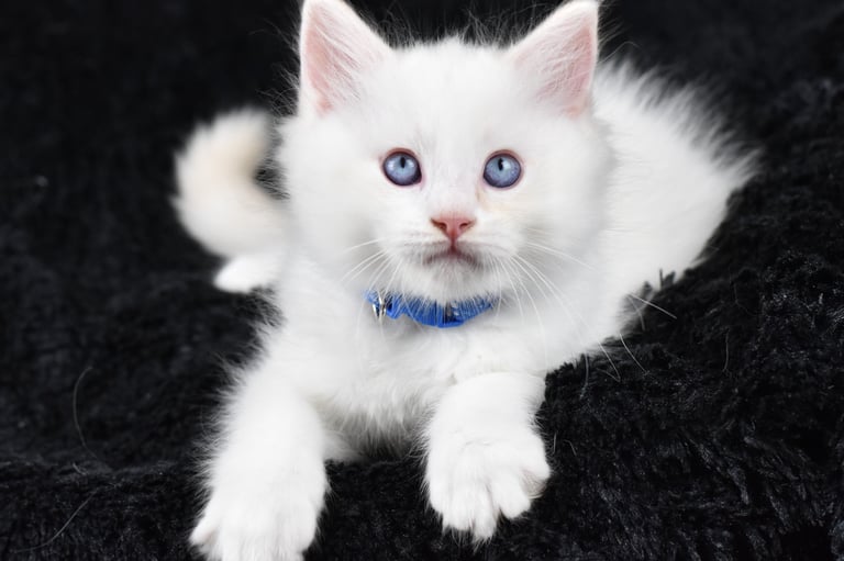 Collier bleu Trigesse Les Dolls de Mitilo