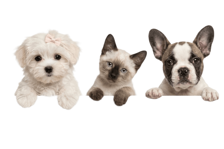 A cute Maltese puppy, Siamese kitten, and French Bulldog puppy peeking over a black border.