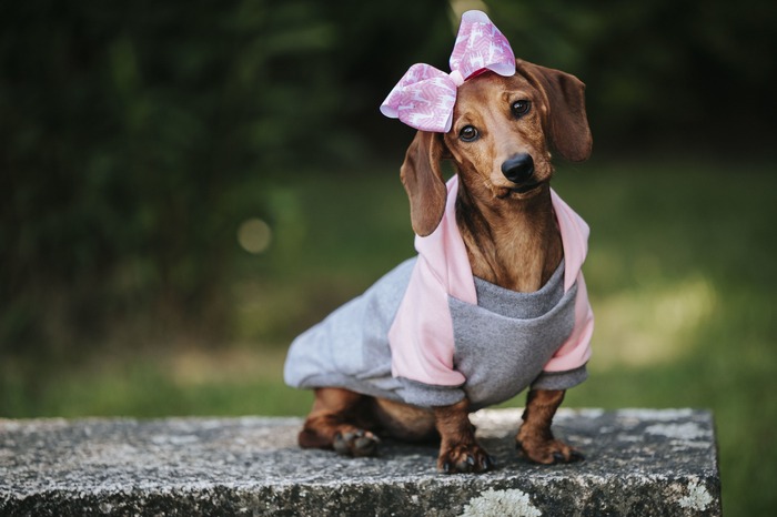 Un cachorro de perro salchicha marrón, con un lazo rosa en el pelo y una sudadera con capucha gris, sentado 