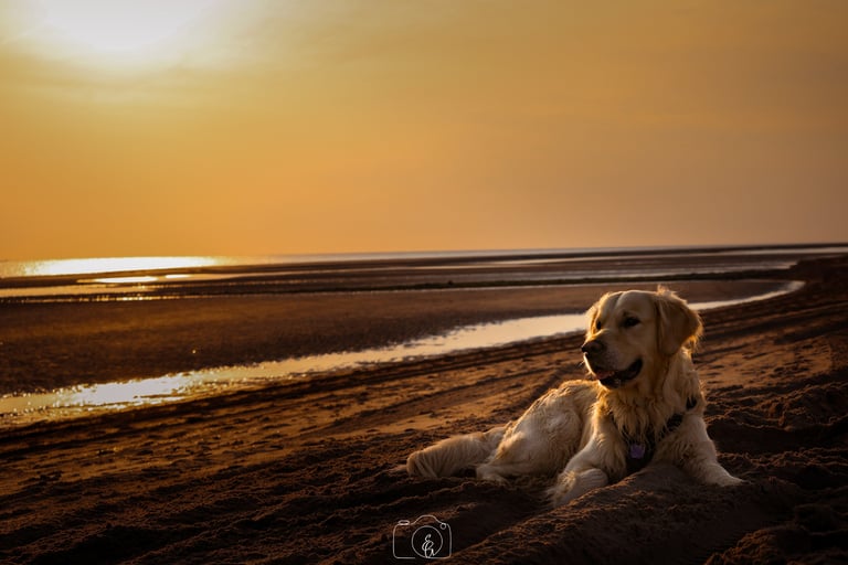 Foto van hond op strand