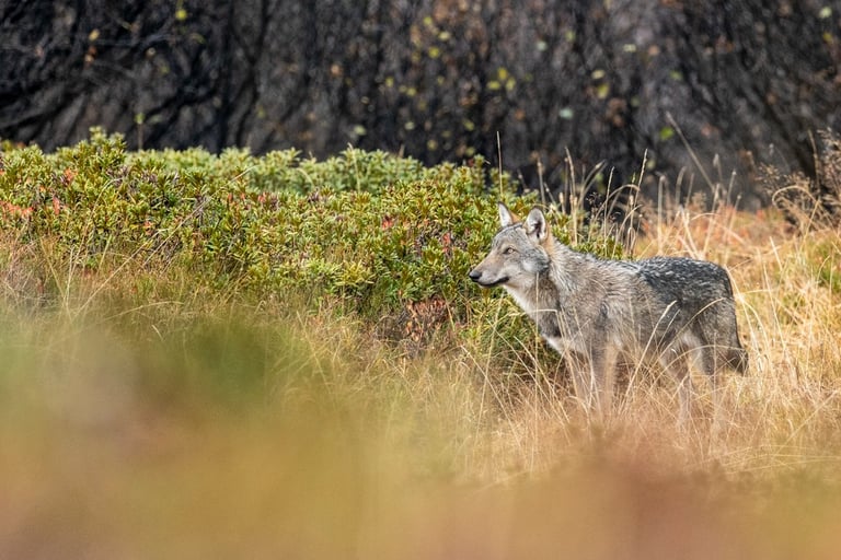 Le loup perd son statut d'espèce strictement protégé