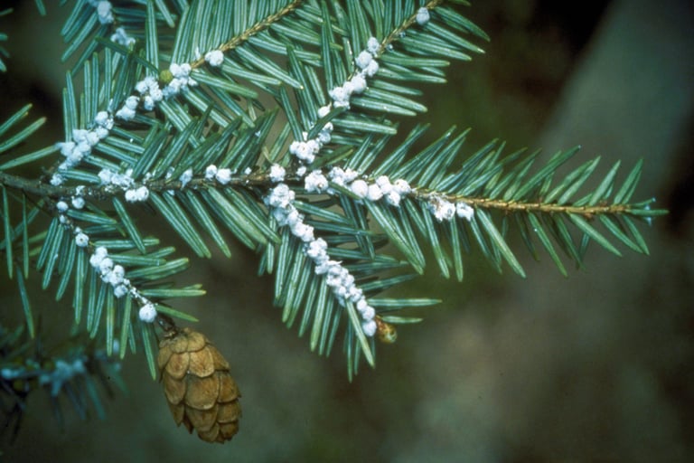 HWA egg masses on underside of a hemlock branch. 