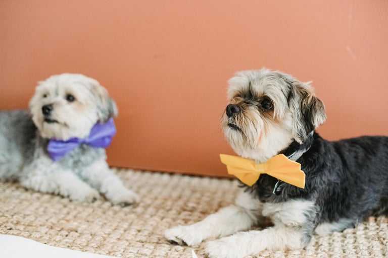 teacup yorkie puppies for sale