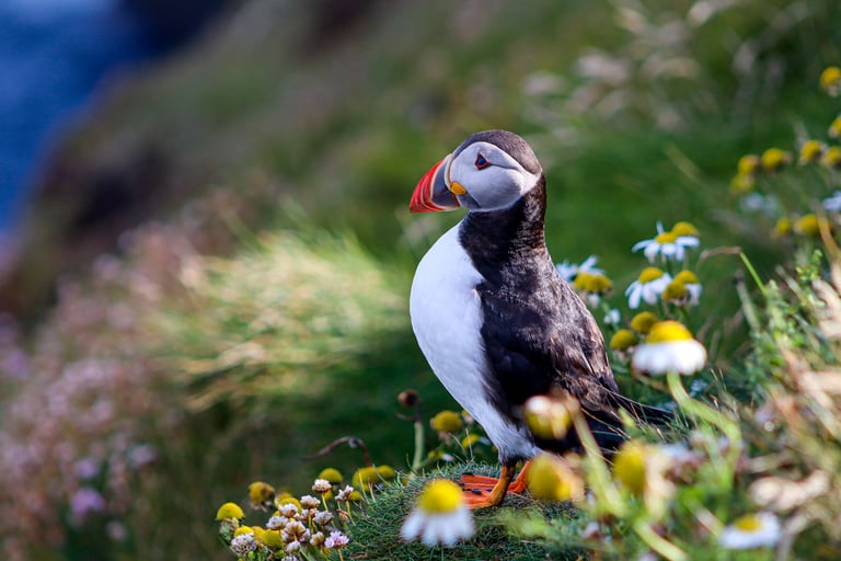 Puffins Sumburgh Head Lighthouse Shetland