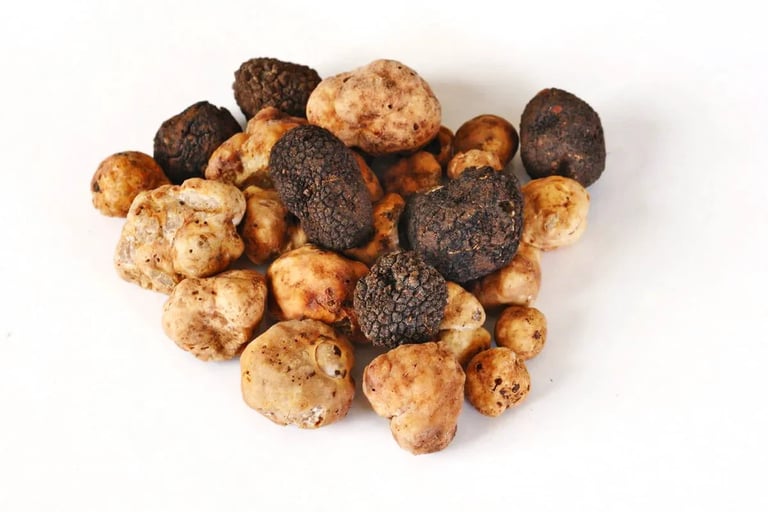 tartufo negra e bianca no brasil para pregiato tartufo