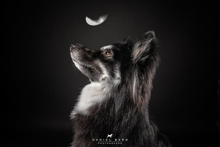 chien pomsky attrapant des friandise au vol friandog's treats regrde une plume