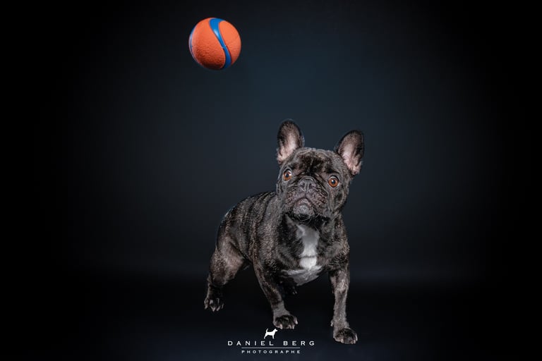 chien bouledogue français attrapant des friandise au vol friandog's treats