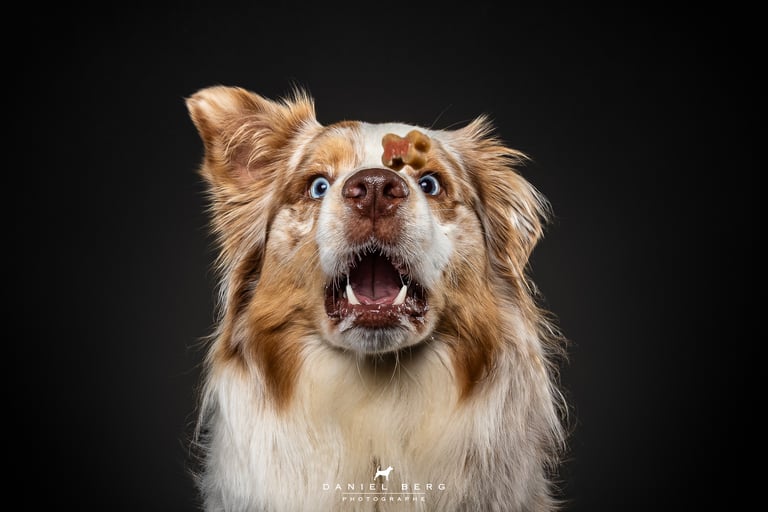 chien berger australien attrapant des friandise au vol friandog's treats