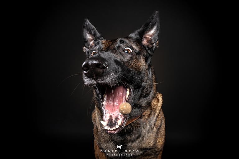 chien berger malinois attrapant des friandise au vol friandog's treats