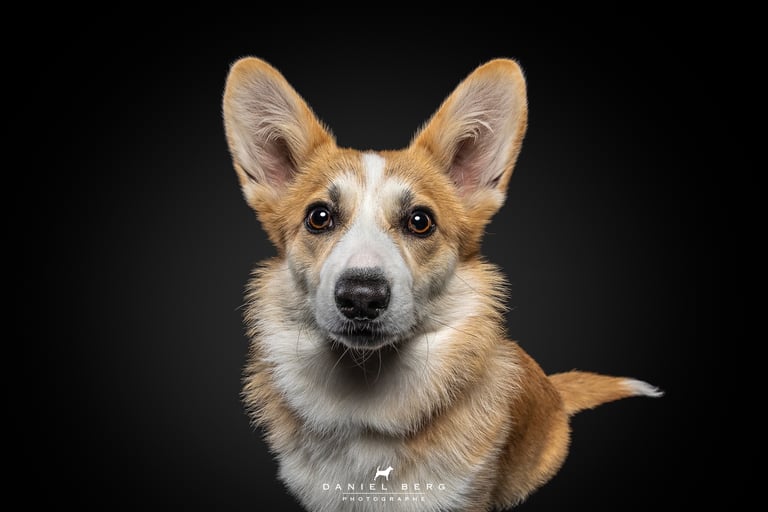 portrait de chien corgi attendrissant adorable friandog's treats