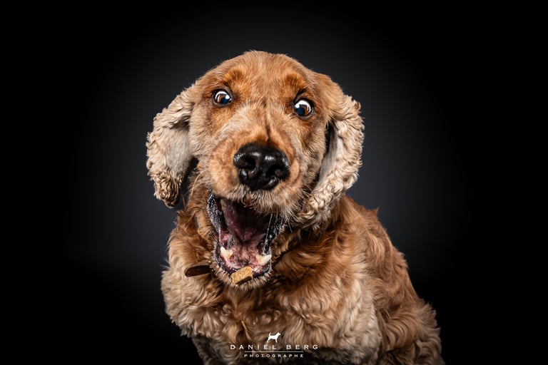 chien cocker attrapant des friandise au vol friandog's treats