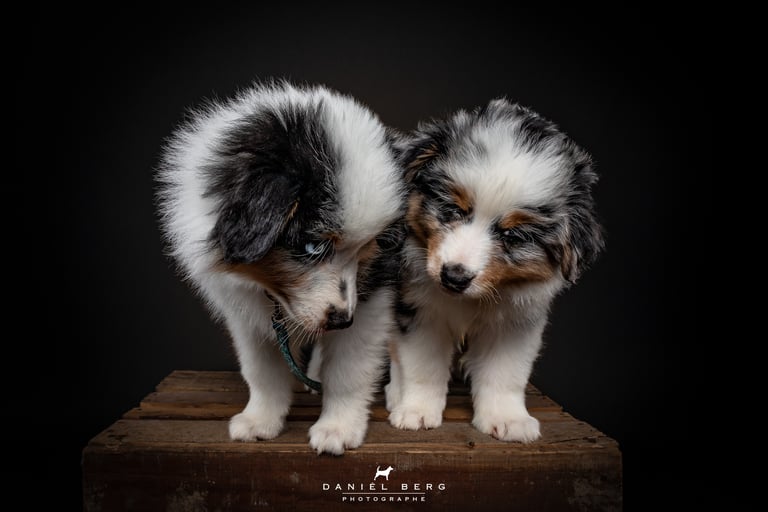 portrait adorable et attendrissant chiots berger americain friandog's treats
