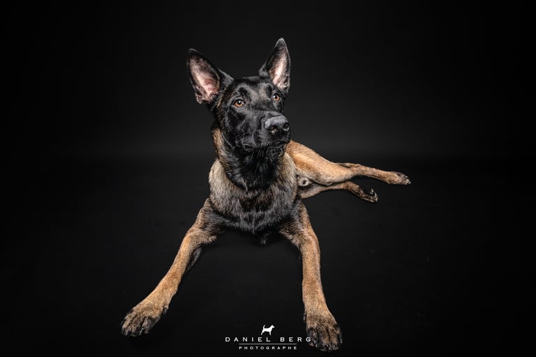 portrait de chien berger malinois attendrissant adorable friandog's treats