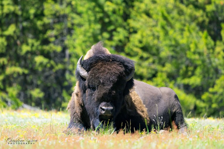 Bison chillin'