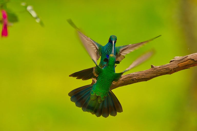 Photography Manu Reserved Natural Paradise 9 D/8N