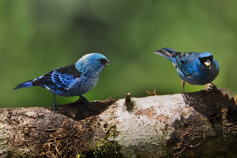 Photography Manu Reserved Natural Paradise 9 D/8N