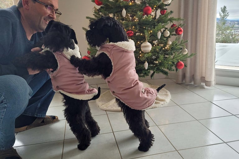 Schnauzers nains noirs dans leur doudoune