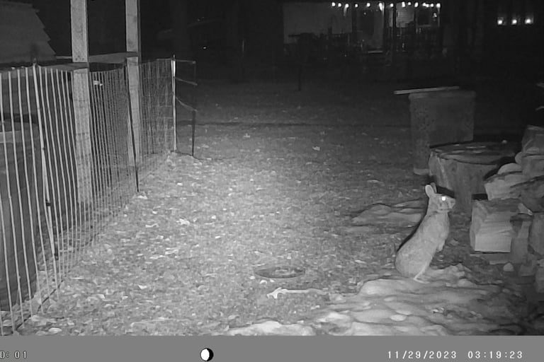 Rabbit in our backyard.