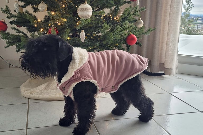 Schnauzer nain noir devant sapin de Noêl
