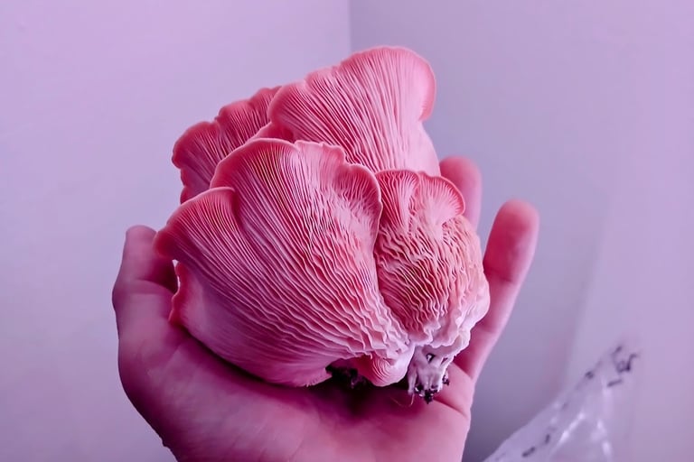pink oyster fruit being held in a hand after harest