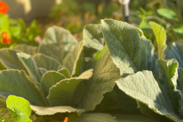 Close up of Mullein Herb in a Garden