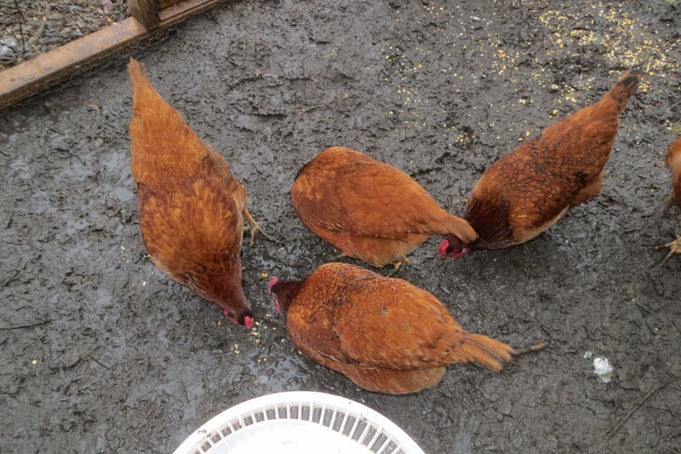 chickens in the muddy run