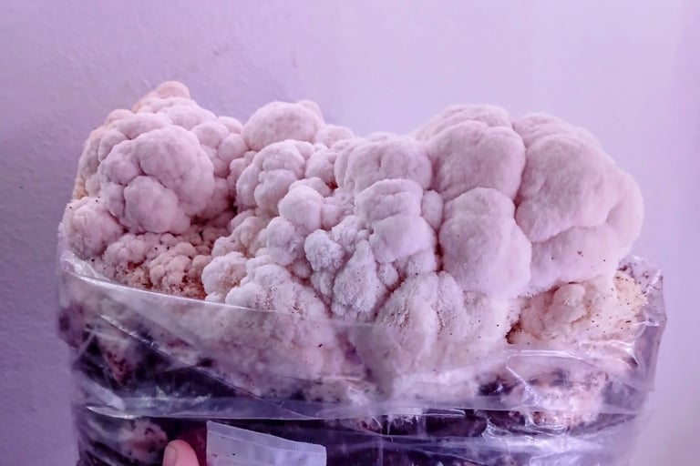 lions mane growing from a fruiting block